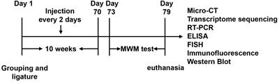 Porphyromonas gingivalis-induced periodontitis could contribute to cognitive impairment in Sprague–Dawley rats via the P38 MAPK signaling pathway